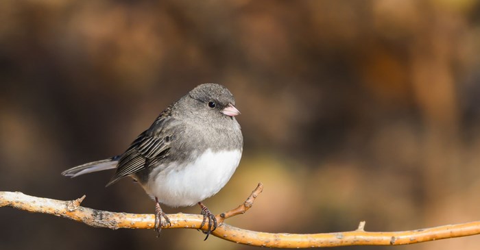 Dark-eyed Junco