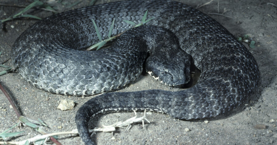 Death Adder