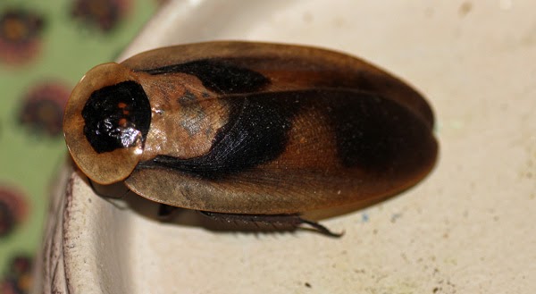 Death’s Head Cockroach