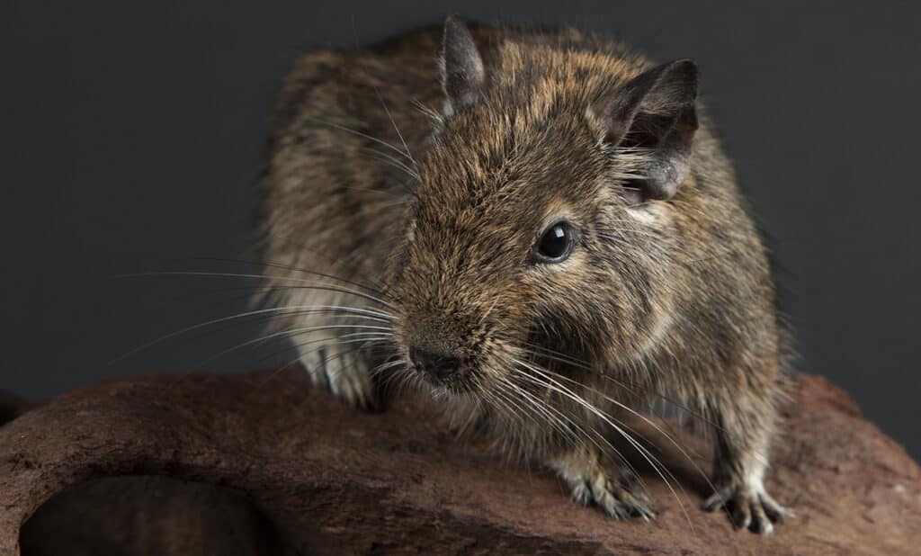 Degu