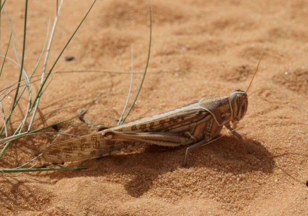 Desert Locust