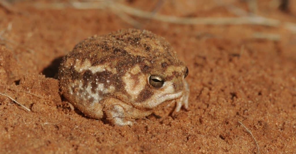 Desert Rain Frog