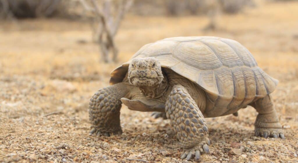 Desert Tortoise