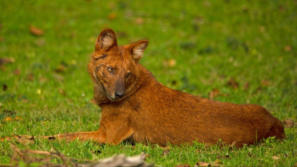 Dhole