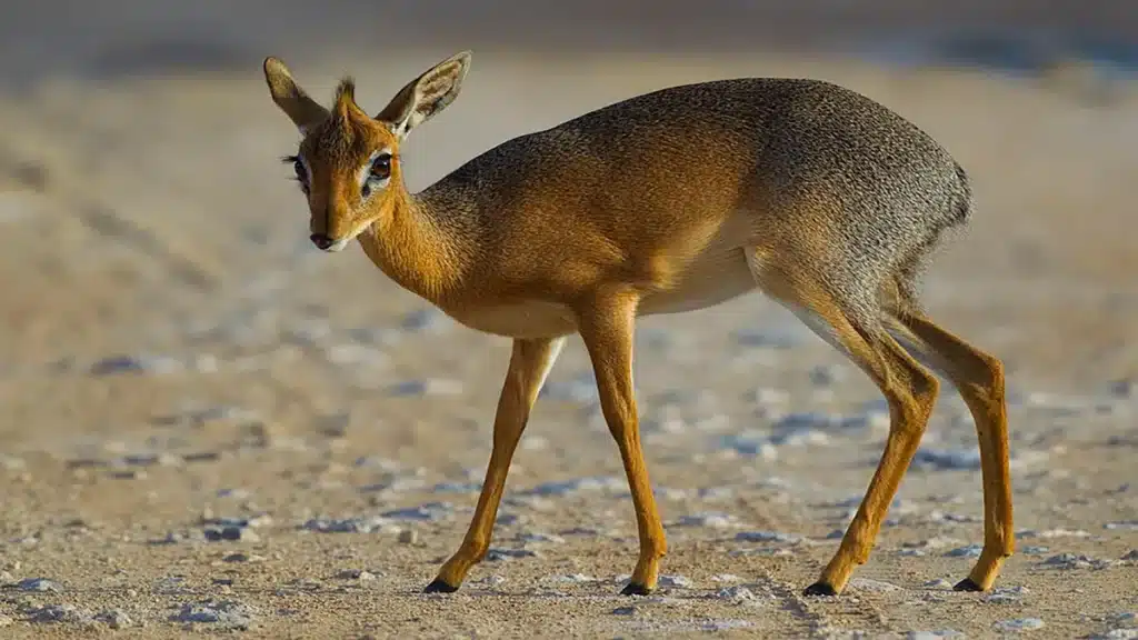 Dik-Dik