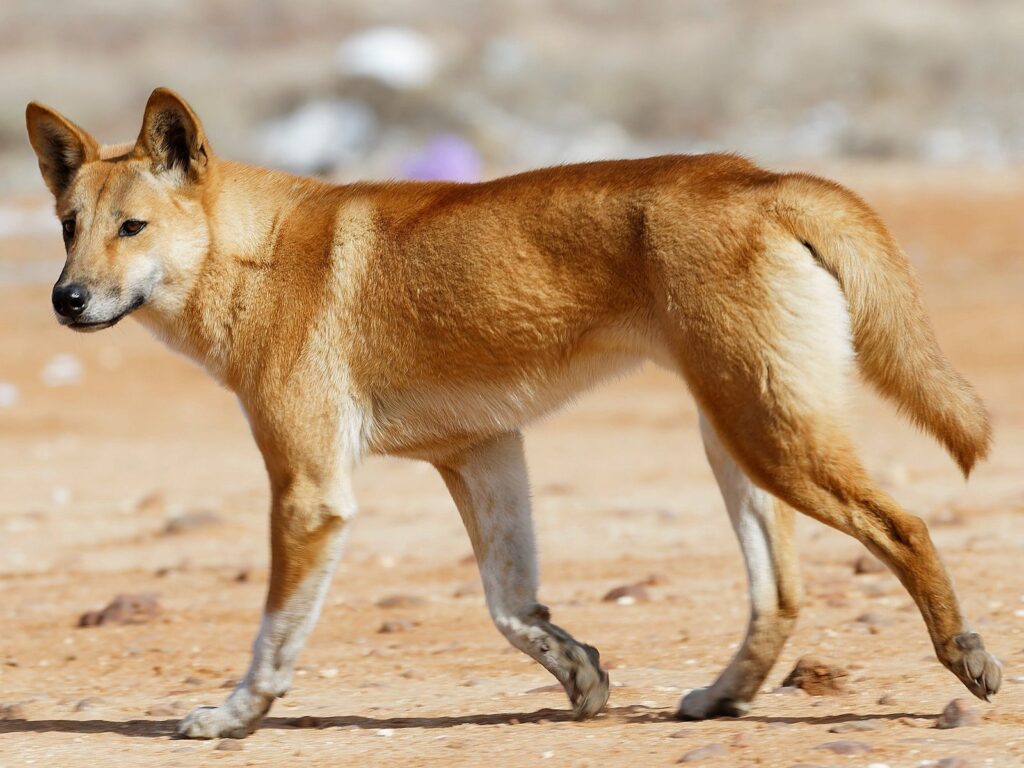 Dingo