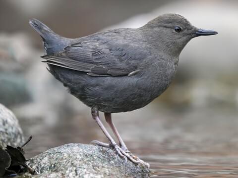 Dipper