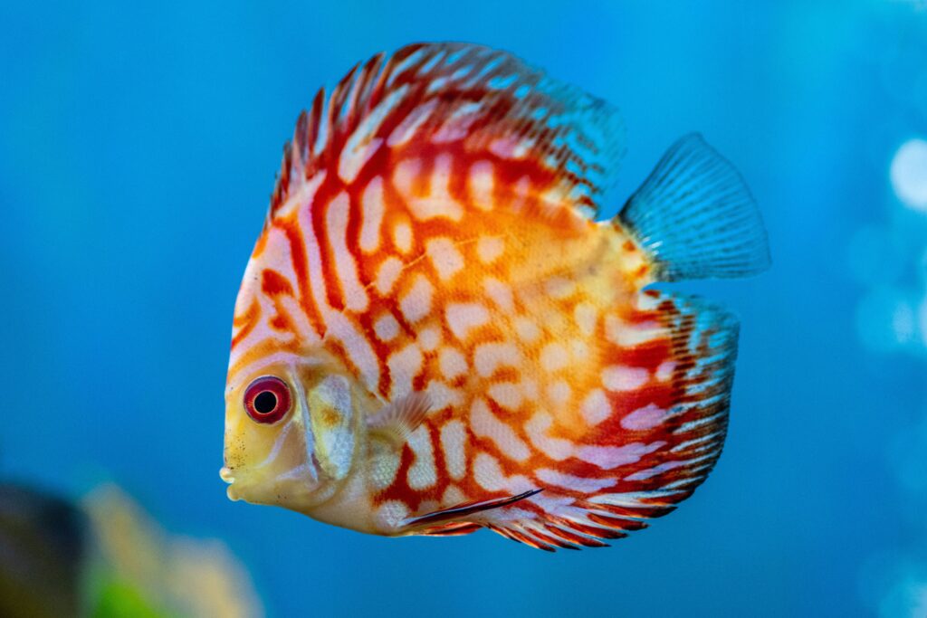 Discus