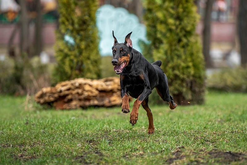 Doberman Pinscher