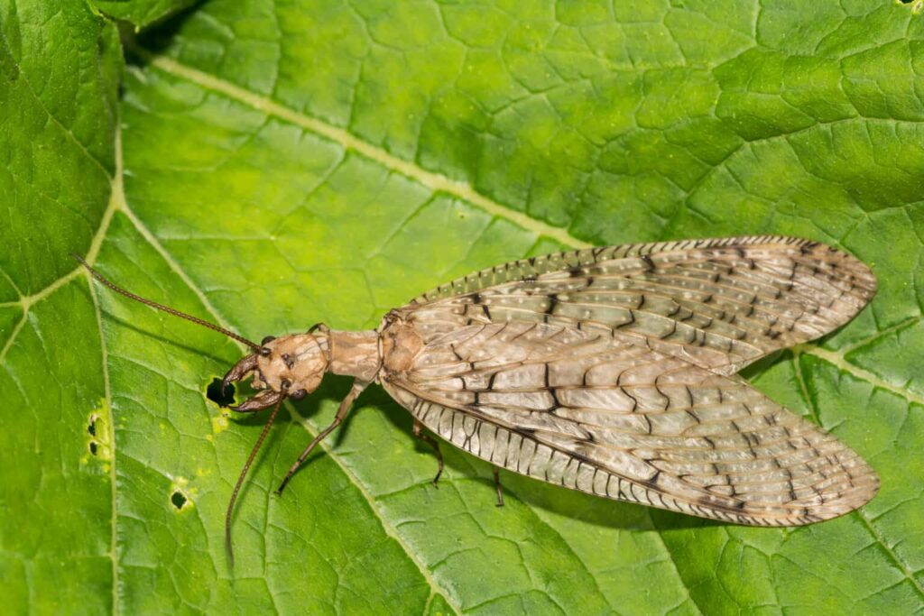 Dobsonfly