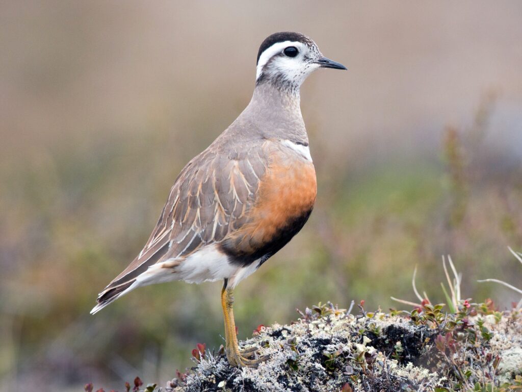 Dotterel