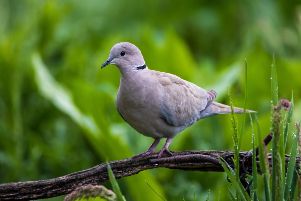 Dove