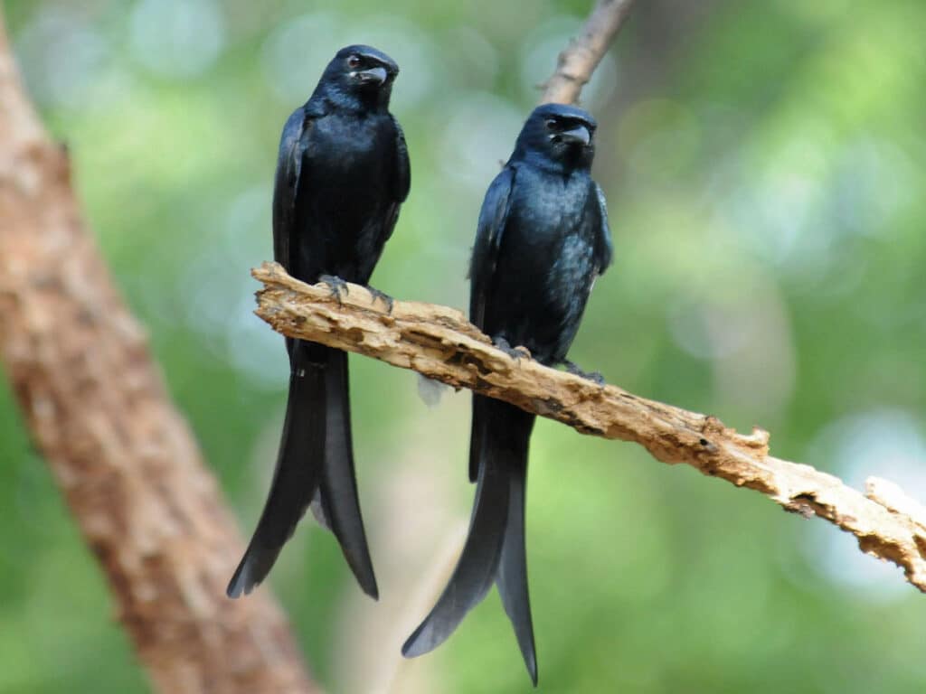 Drongo