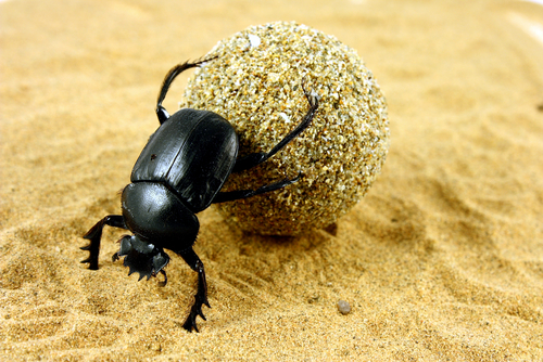 Dung Beetle