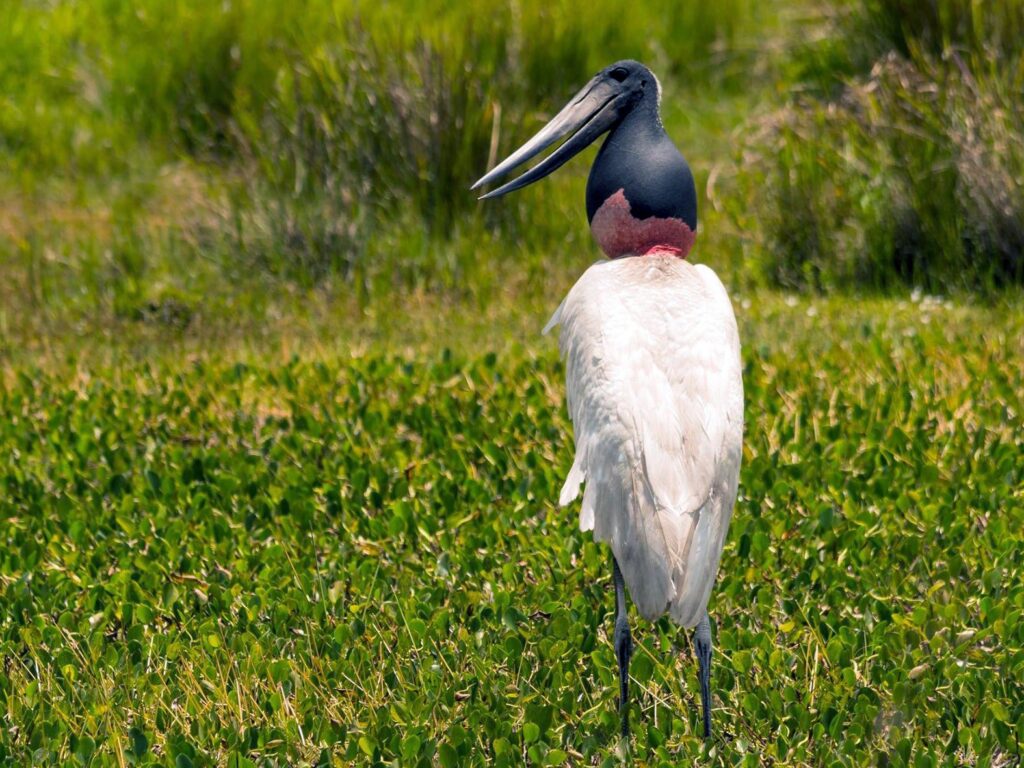 Jabiru