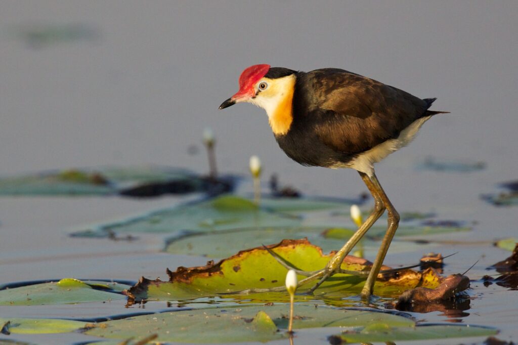 Jacana