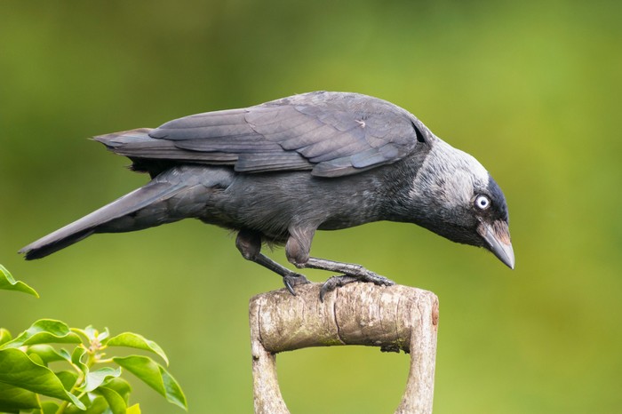 A Jackdaw ( corvus monedula )