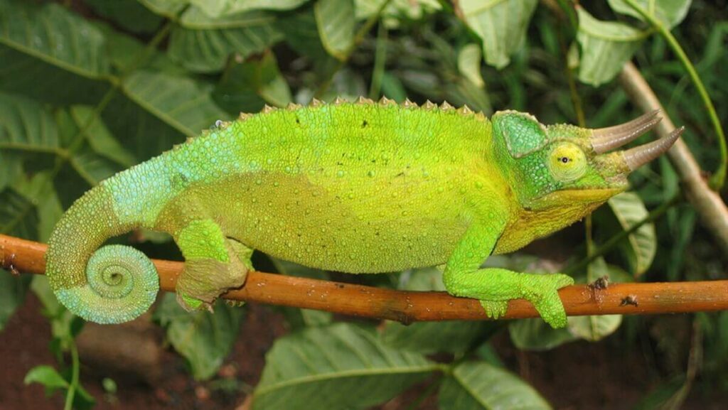 Jackson’s Chameleon