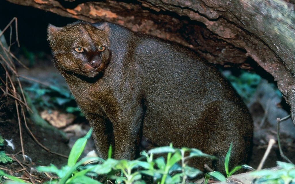 Jaguarundi Cat