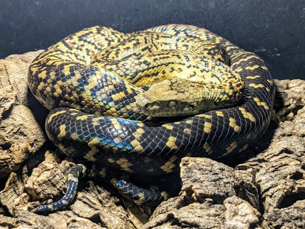 Jamaican Boa