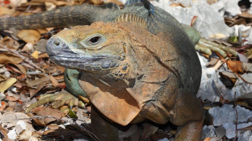 Jamaican Iguana