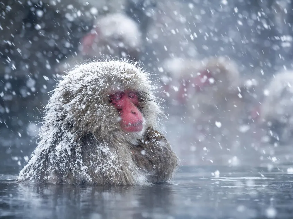 Japanese Macaque .jpg