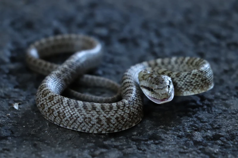 Japanese Rat Snake