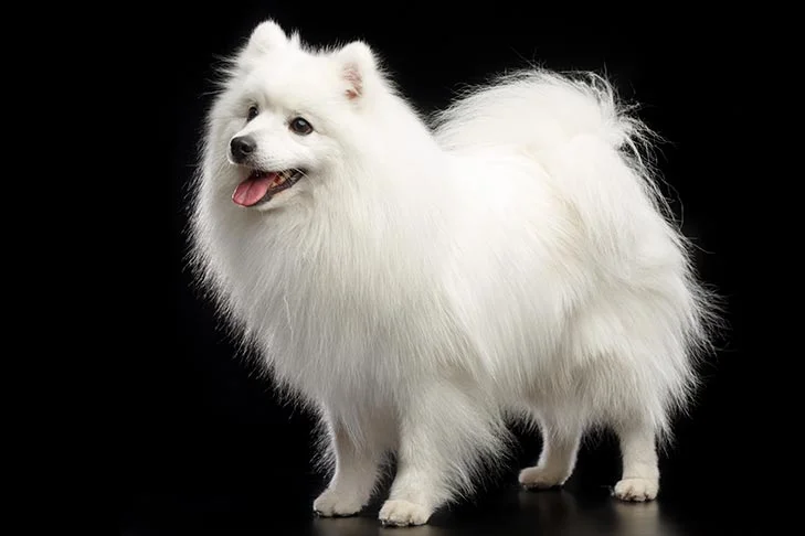 Japanese Spitz .jpg