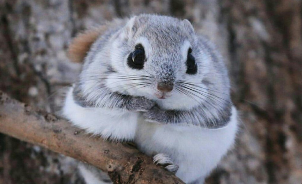 Japanese Squirrel .jpg