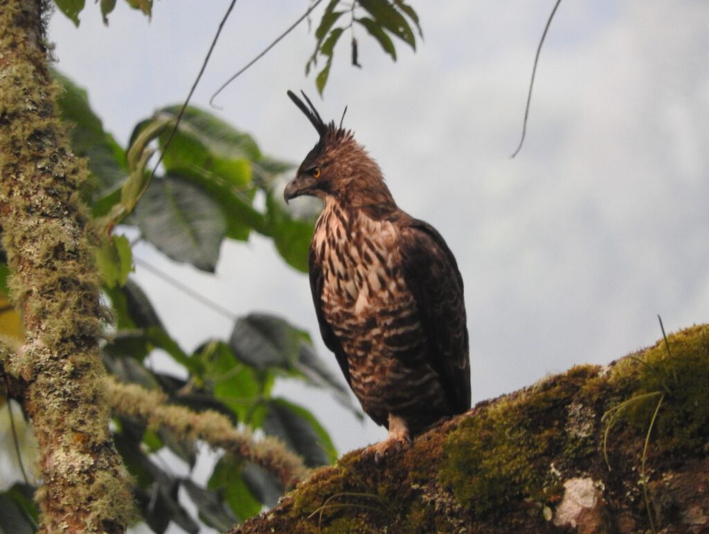 Javan Hawk Eagle