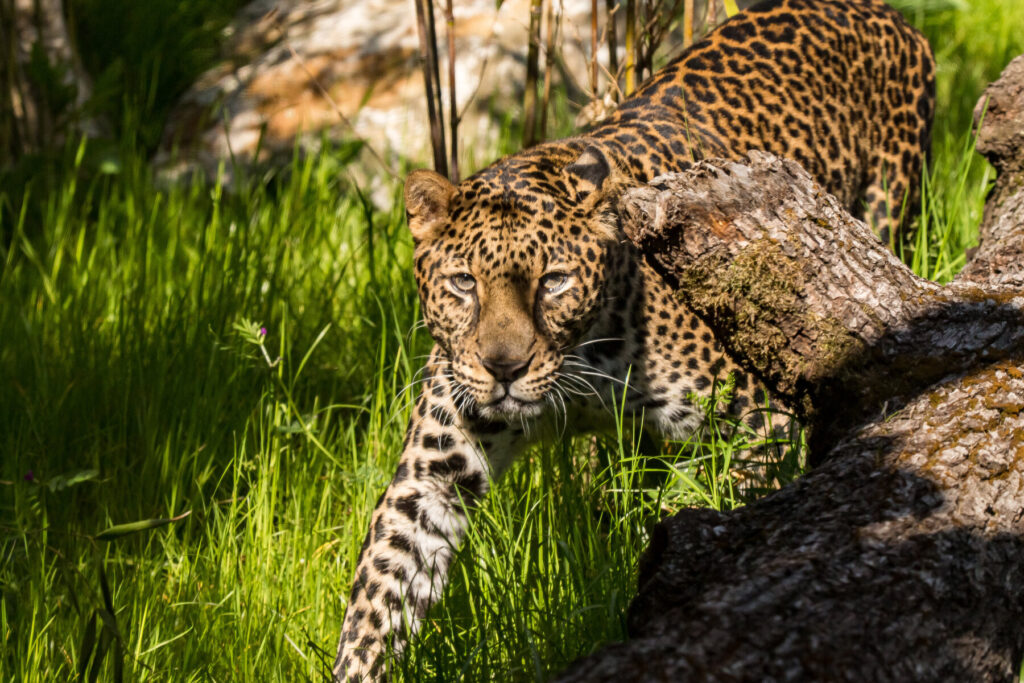 Javan Leopard