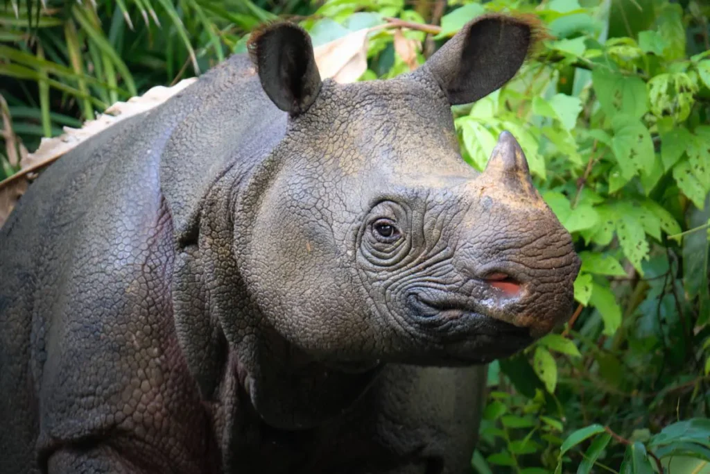 Javan Rhinoceros .jpeg