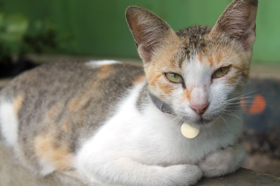 Javanese Cats