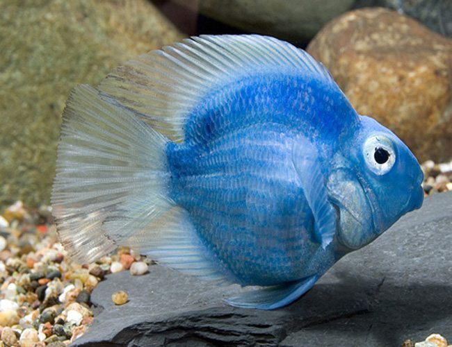 Jellybean Parrot Fish