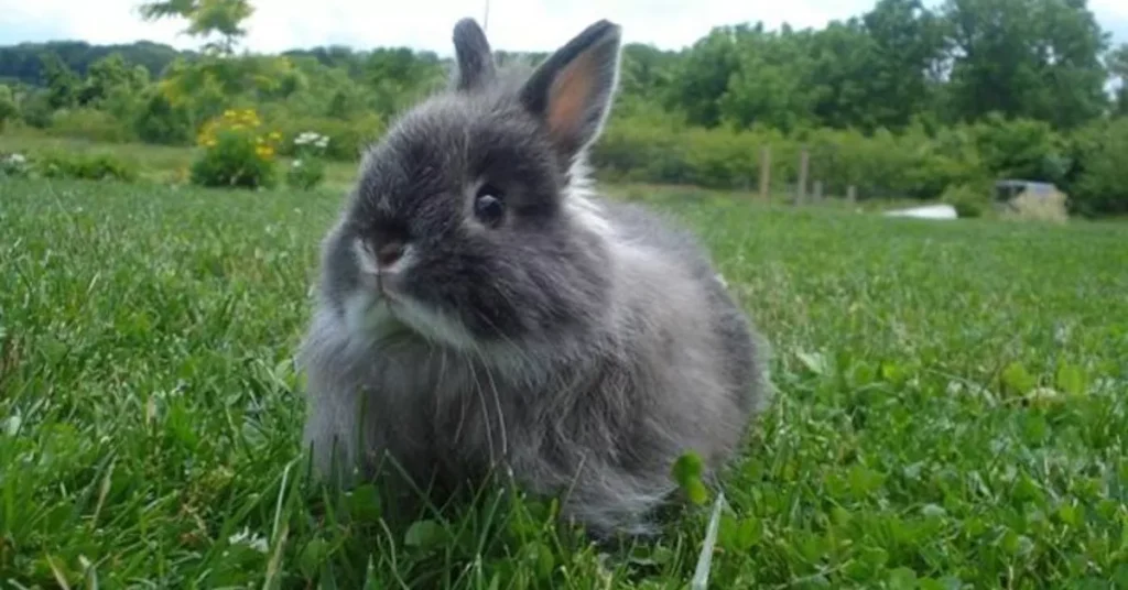 Jersey Wooly Rabbit .jpg