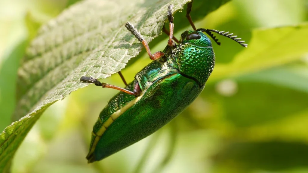 Jewel Beetle