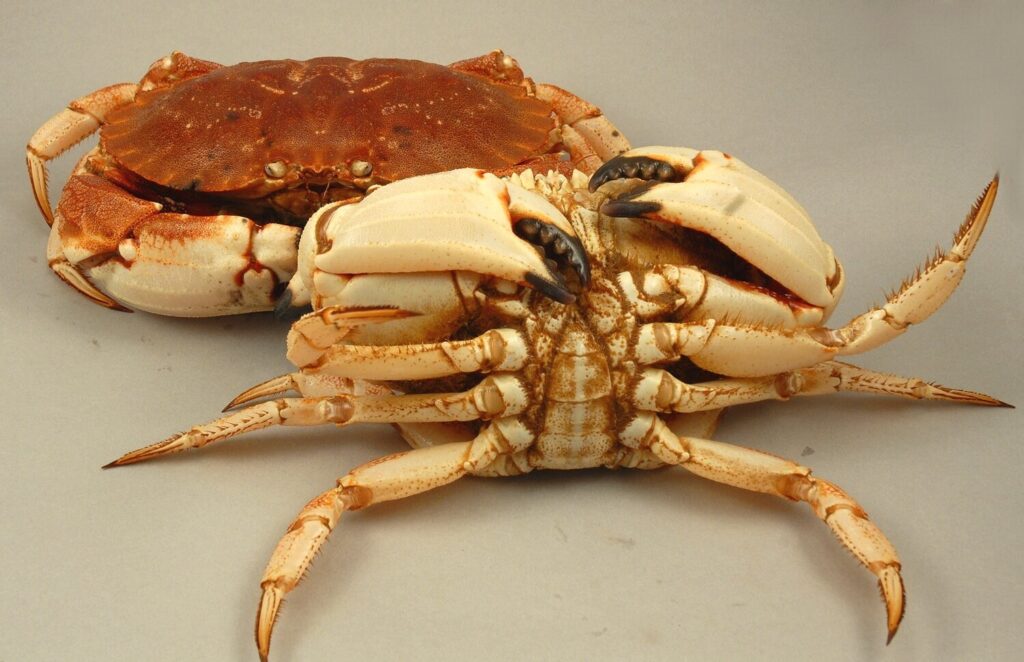 Jonah Crab