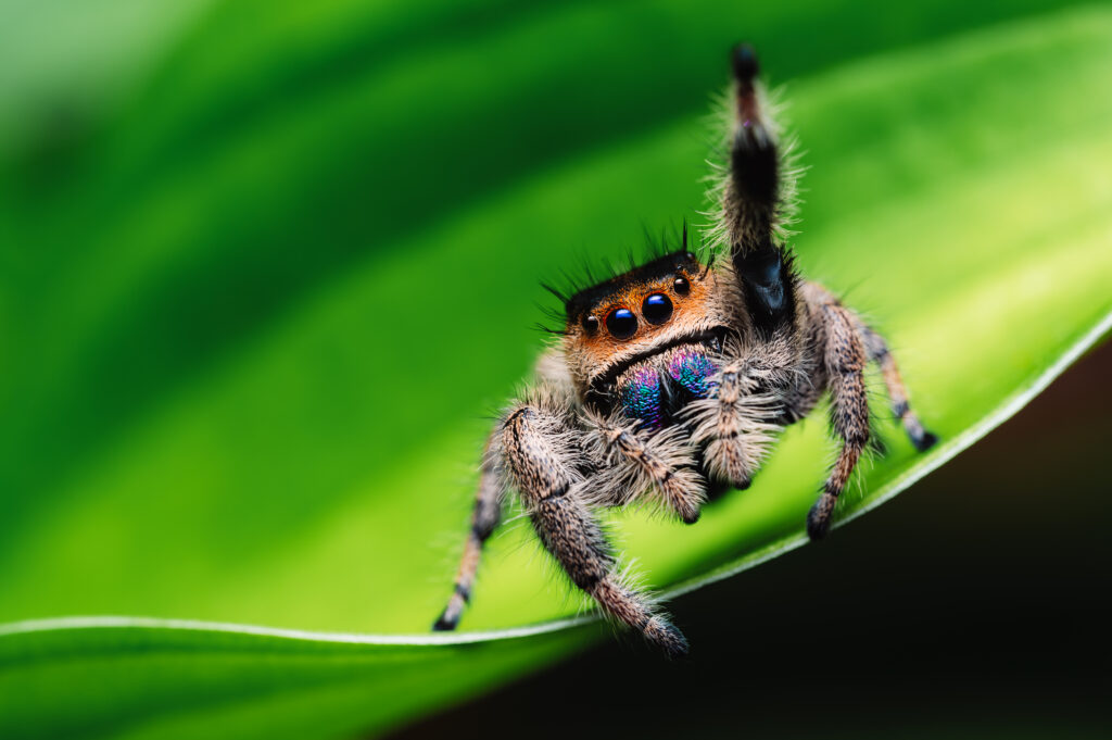 Jumping-Spider--scaled