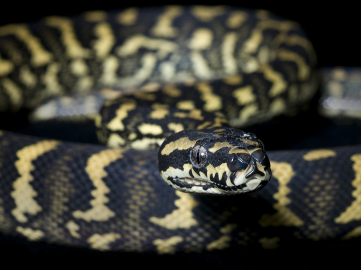 Jungle Carpet Python