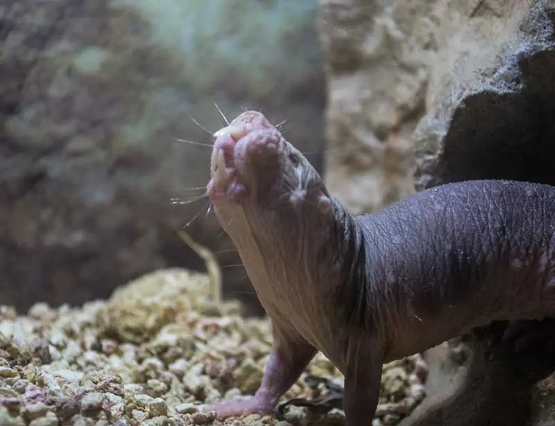 Naked Mole Rat .jpg