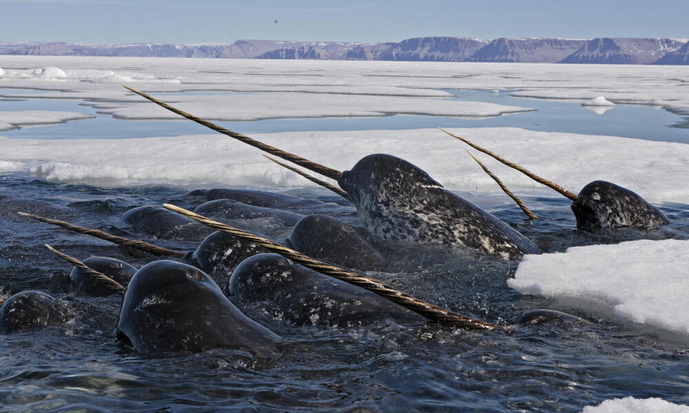 Narwhal, Nunavut, Canada