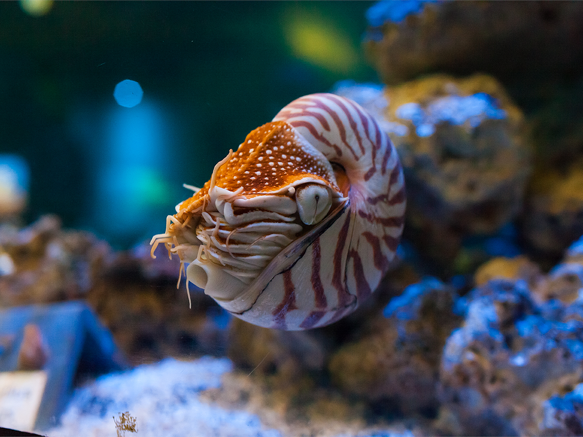 Chambered Nautilus