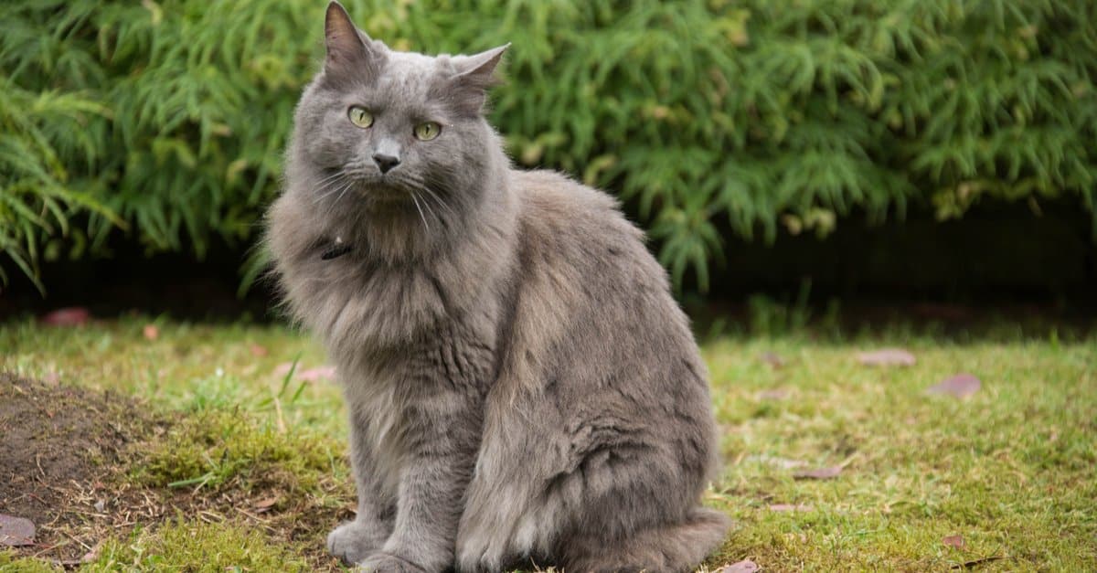 Nebelung