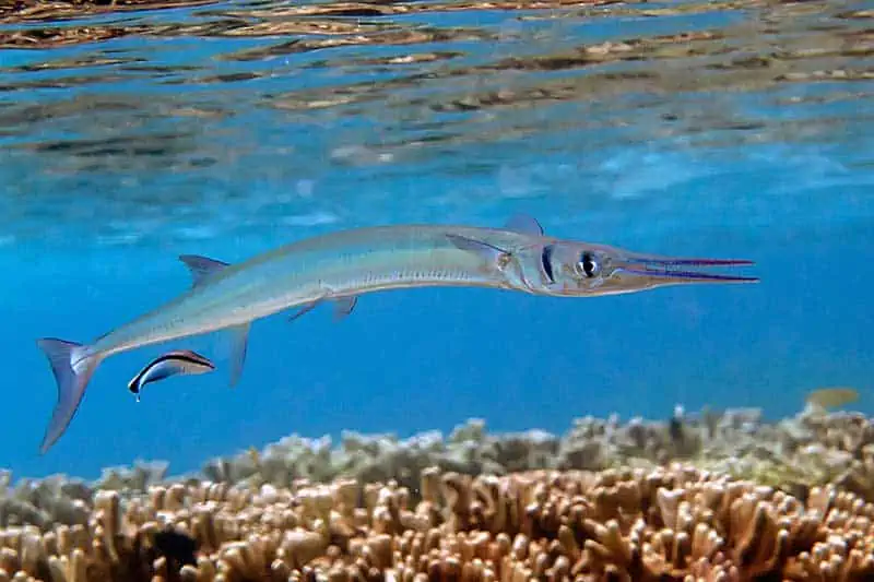 Needlefish .jpg