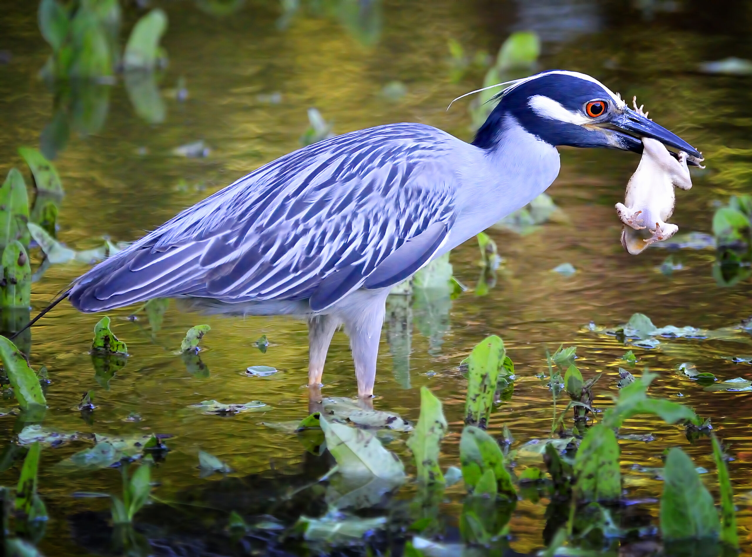 Night Heron