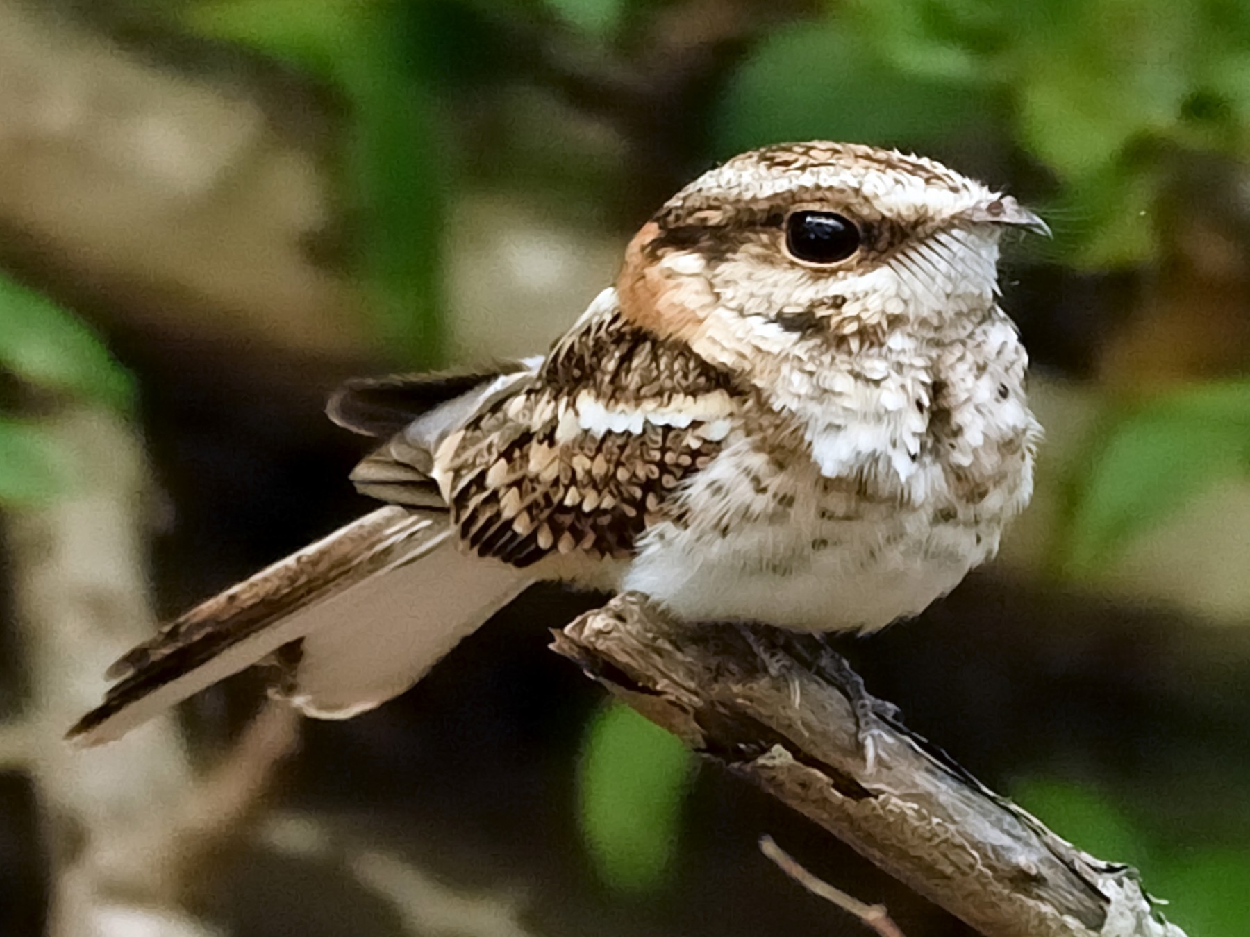 Nightjar