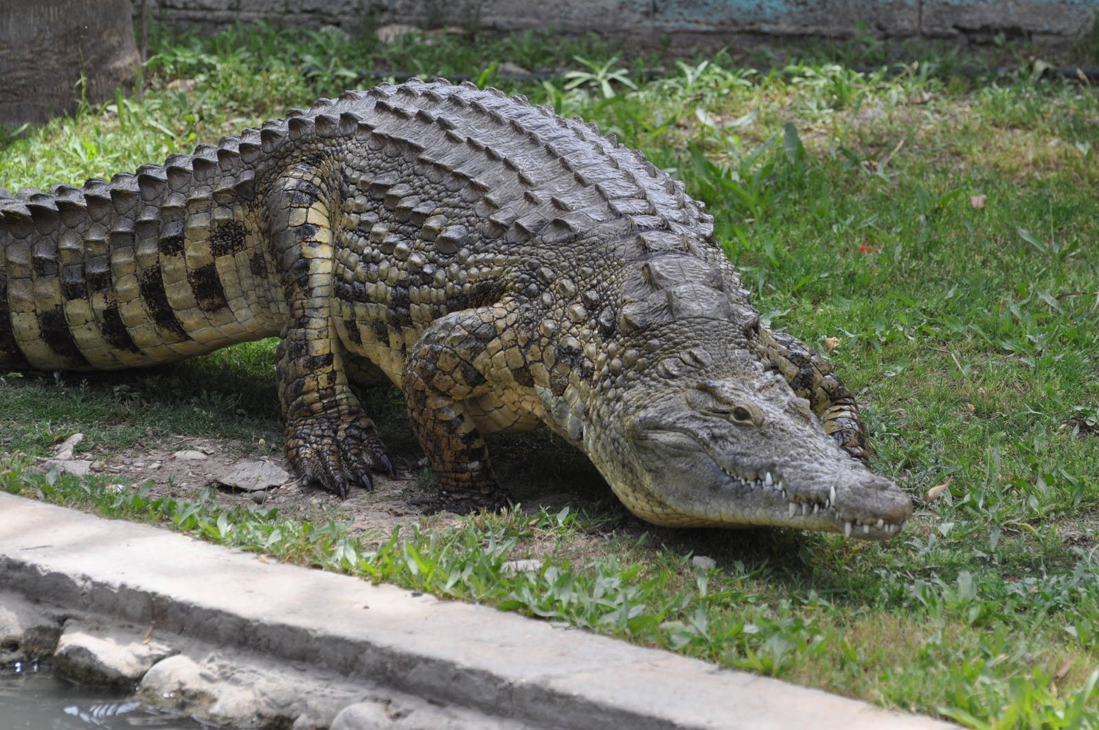 Nile Crocodile