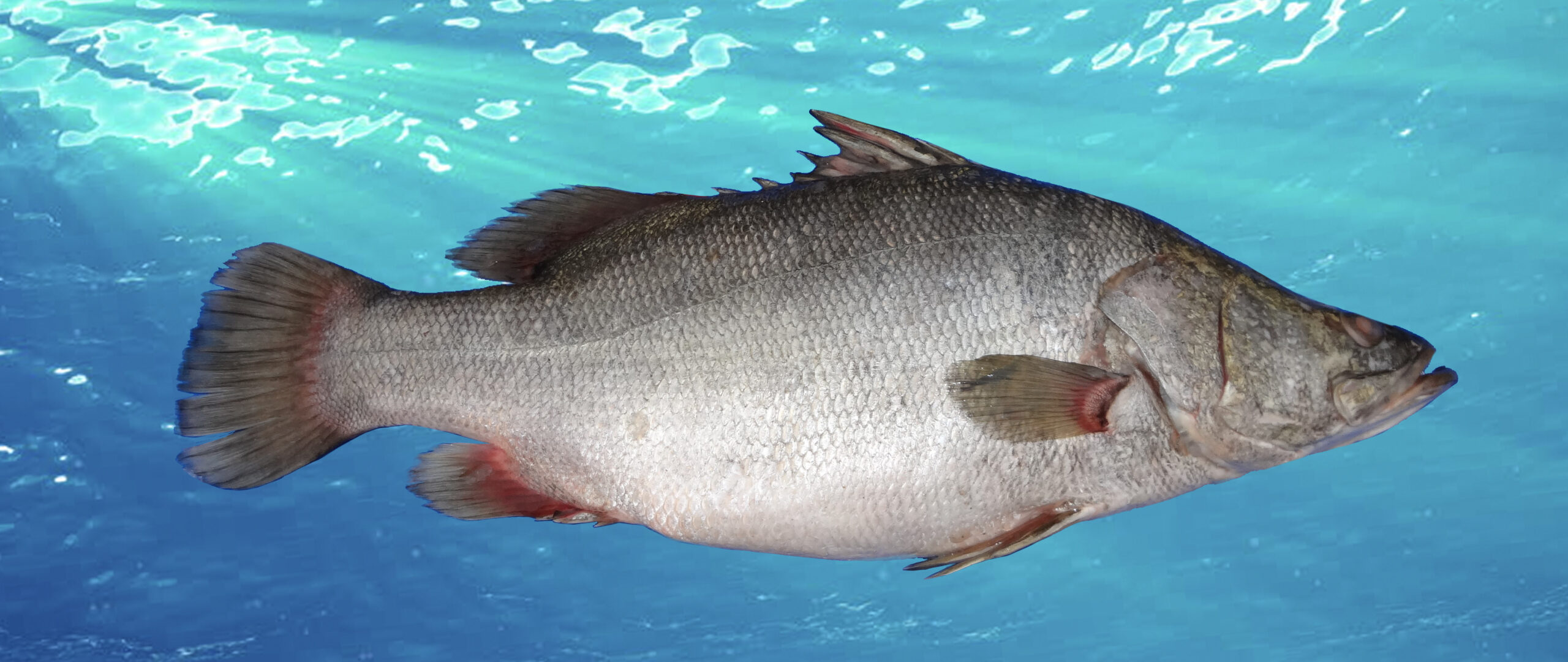 Nile Perch