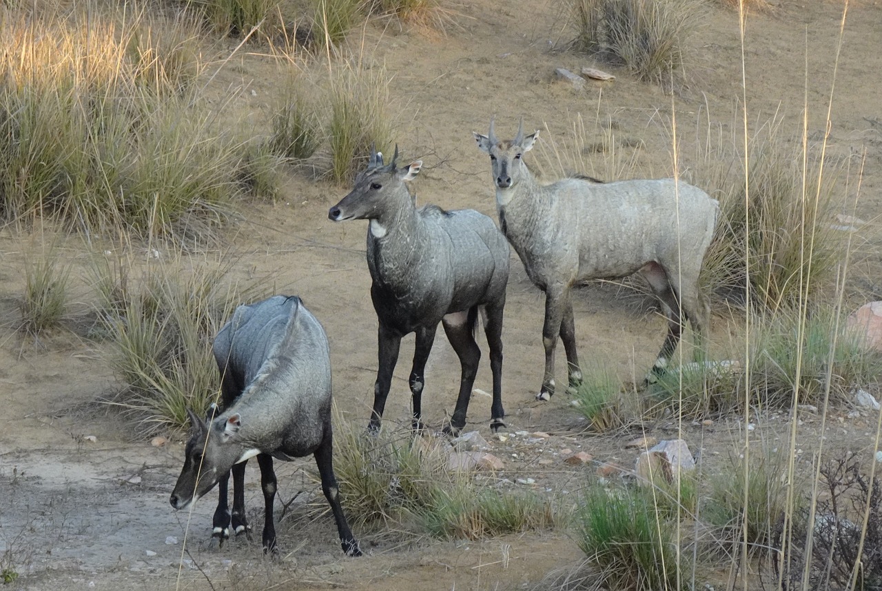 Nilgai