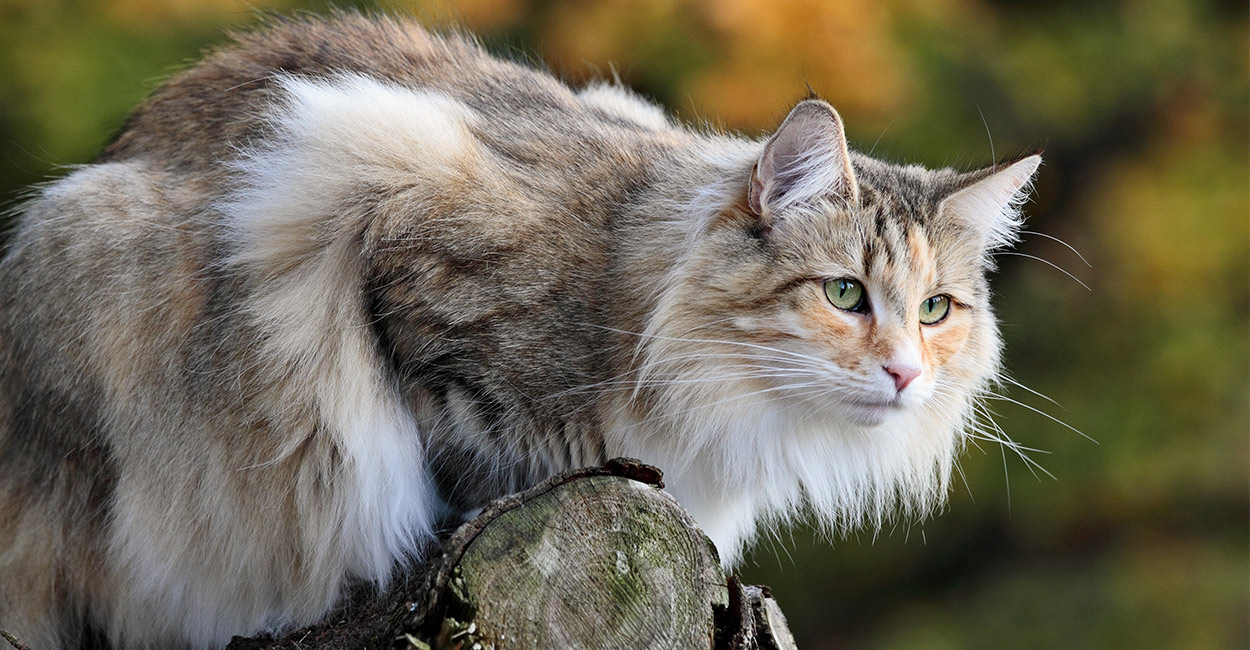 Norwegian Forest